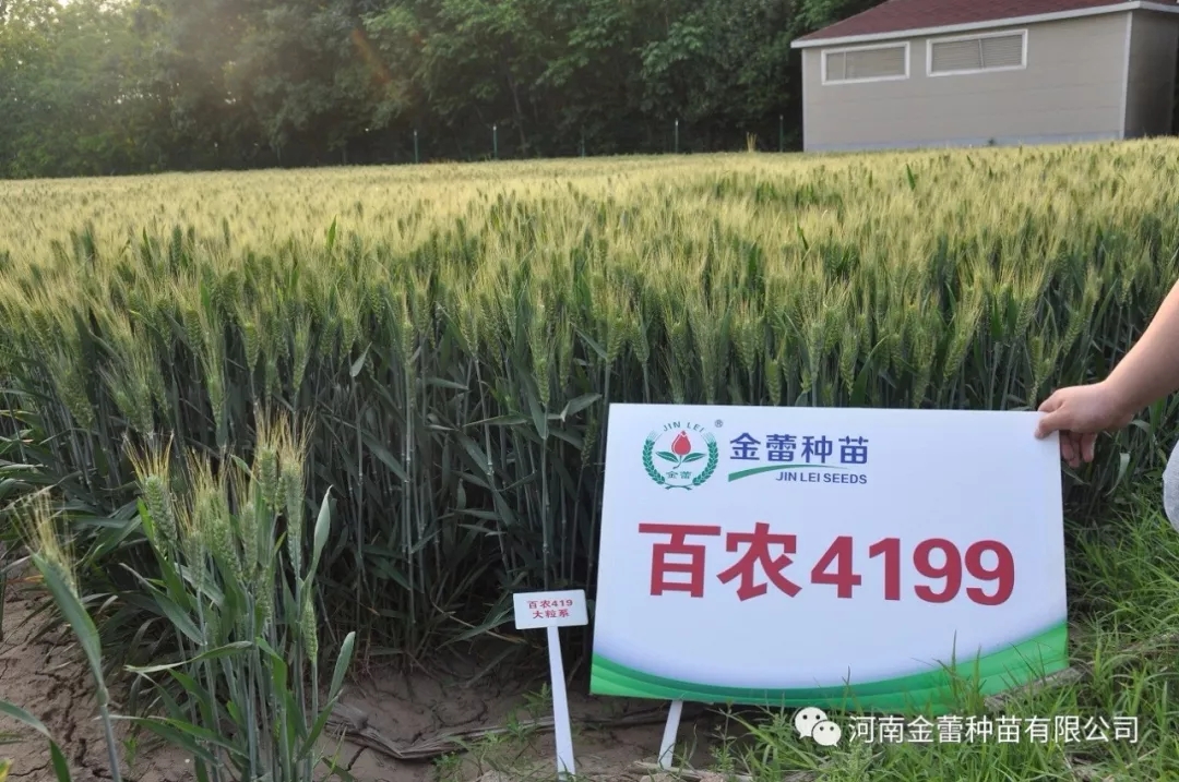 高光效品種，“逆天小麥”——金蕾百農(nóng)4199