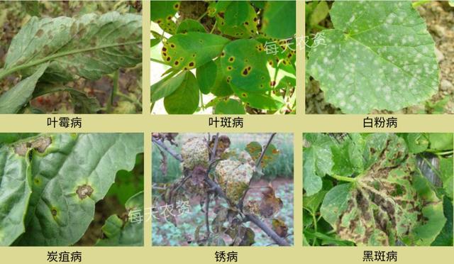 葉片發(fā)黃，是缺素還是病害？80%的人都分不清